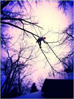 Ryan Kruljac tree limb walk